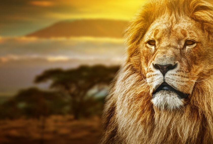 Cameroon - Lion
